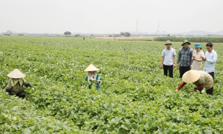 Bên kia sông Đuống -  nơi phù sa và văn hóa giao hòa